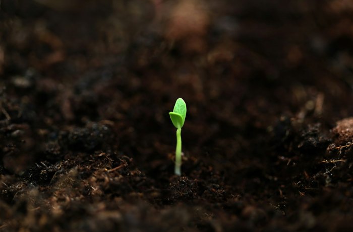 Small green sprout growing from dark soil