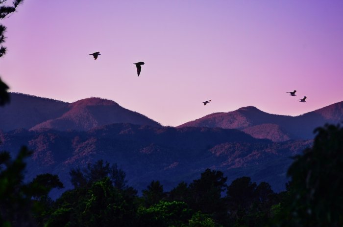 Birds Flying Over Mountains at Twilight
