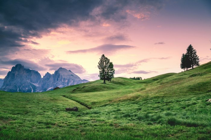 Lone tree on green hills with mountains at sunset