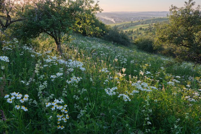 Wildflower meadow on a hillside at sunset