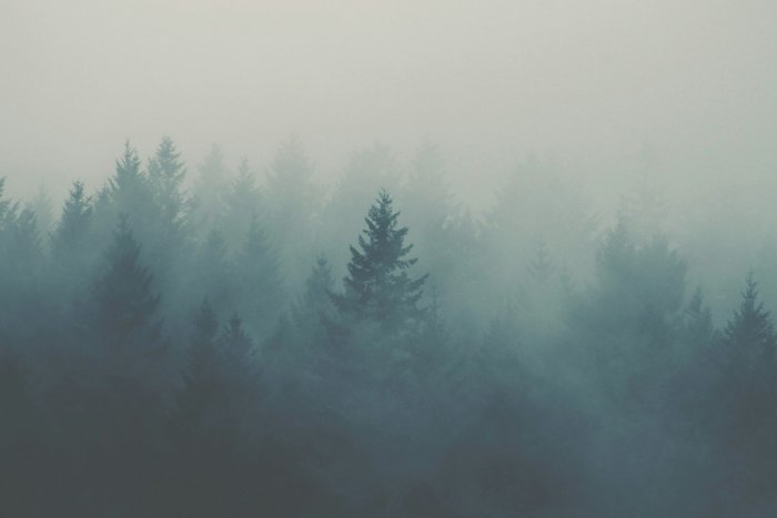 Misty pine forest shrouded in dense fog