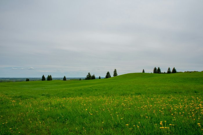 Green rolling hills with yellow dandelions and pine trees