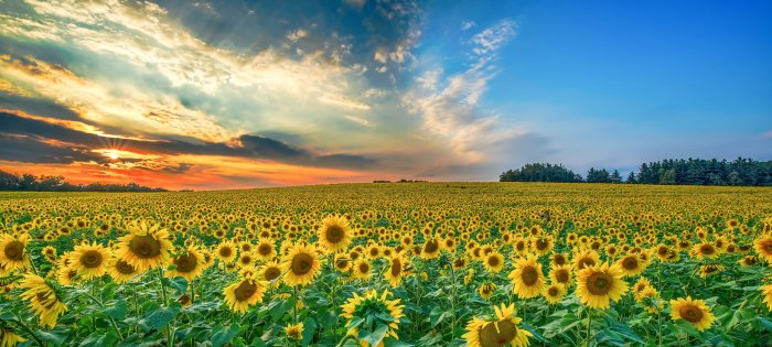 Sunflower Field Under a Sunset Sky