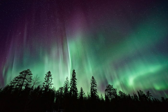Aurora Borealis over a silhouette of pine trees