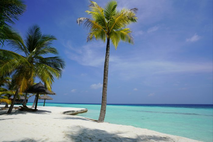 Tropical beach with palm trees in the Maldives