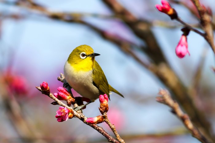 Japanese White-Eye Bird on Sakura Branch