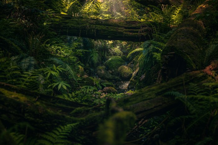 Lush green forest with mossy logs and ferns