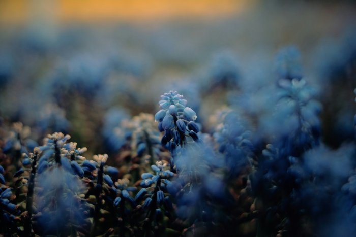 Close-up of blue grape hyacinth flowers in a field