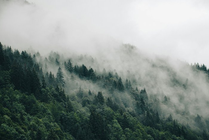 Mystical foggy pine forest on a mountain slope