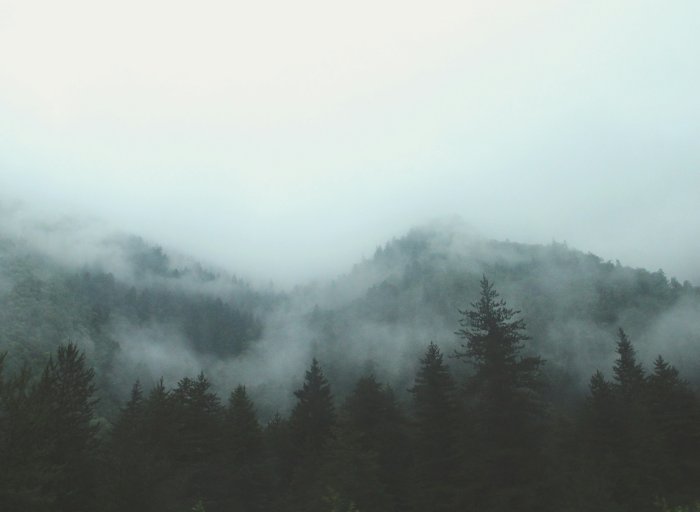 Misty pine forest shrouded in thick fog