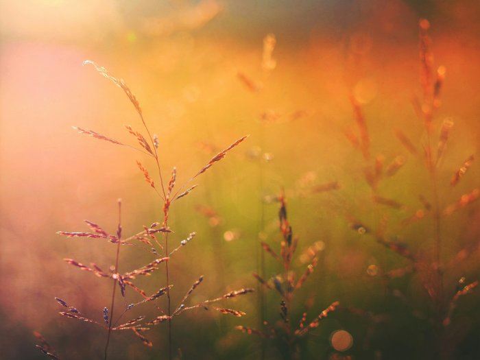 Macro photography of wild grass in golden sunlight