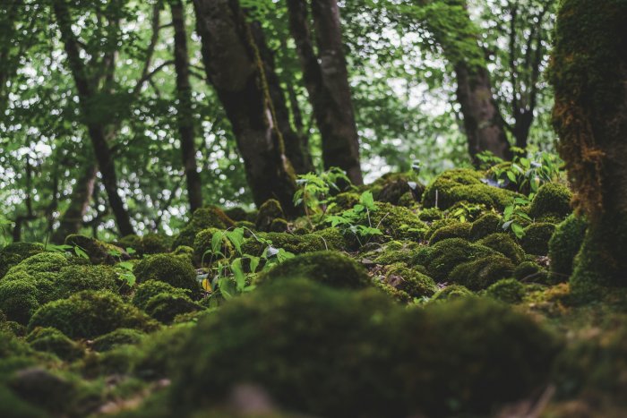 Mossy forest floor in the jungle of Asalem