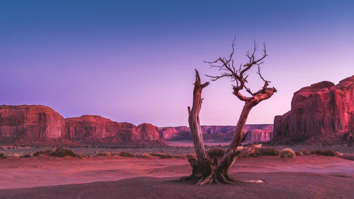 Withered Tree in Monument Valley Desert Landscape