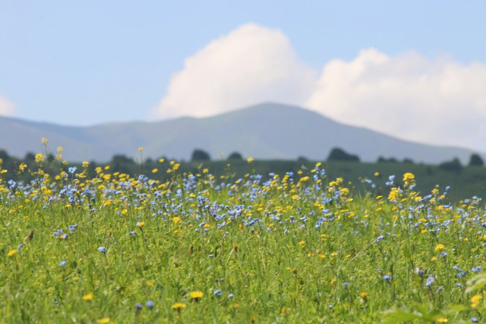 Field of Yellow and Blue Wildflowers with Mountain