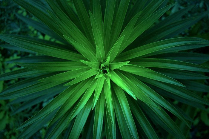 Top-down view of a green leafy plant