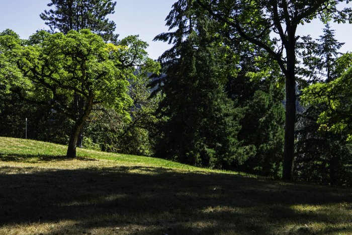 Lush green trees on a grassy hillside