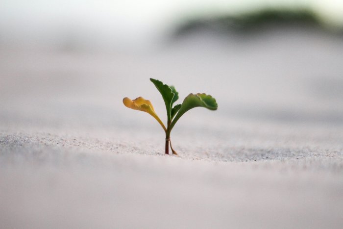 Small green sprout growing in white sand