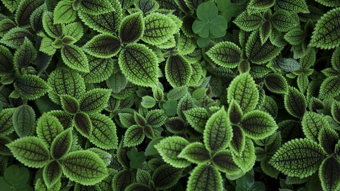 Textured Green Leaves of a Moon Valley Pilea Plant