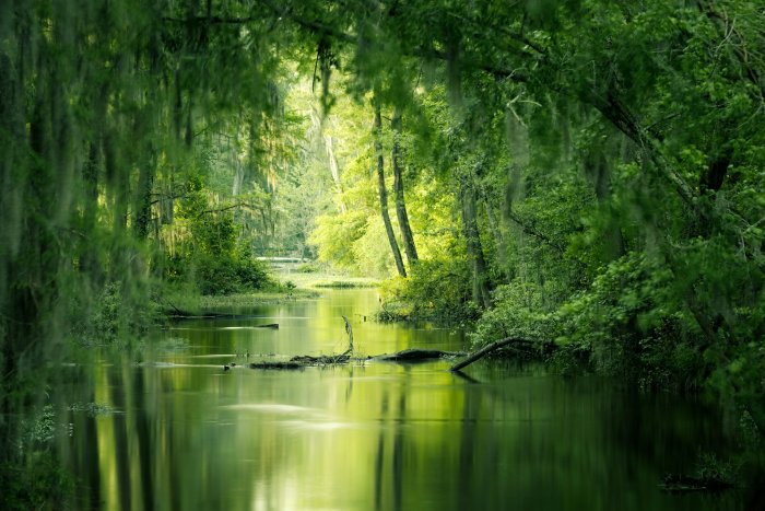 Lush green trees surrounding Phinizy Swamp in Georgia