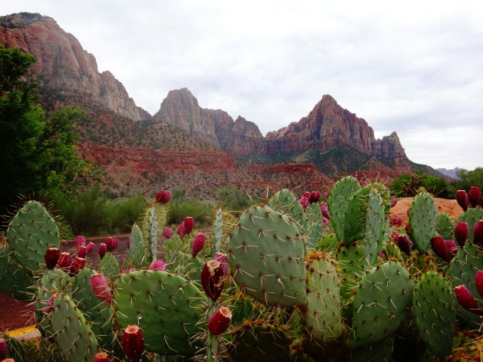 Prickly Pear Cactus in Zion National Park