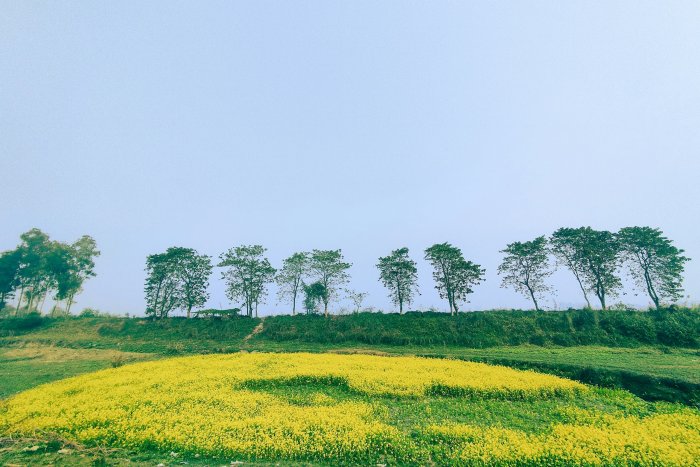 Yellow mustard field with a row of trees