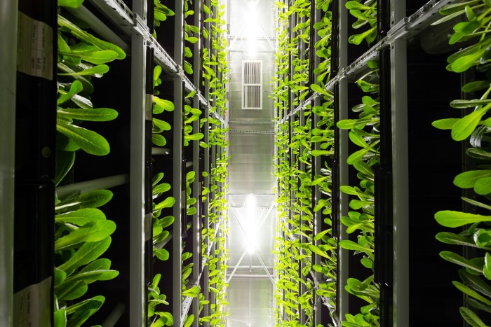 Vertical Farm Growing Romaine Lettuce Indoors