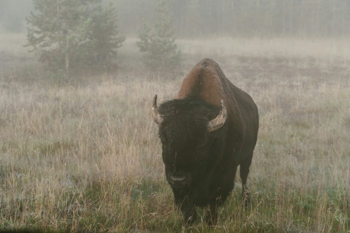 American bison standing in a foggy grassy field