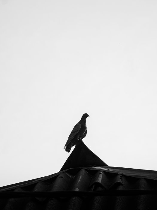 Silhouette of a pigeon on a rooftop