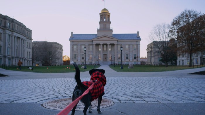 Dog in Plaid Coat Looking at Old Capitol Building