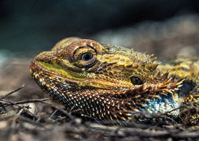 Close-up of an Australian Bearded Dragon