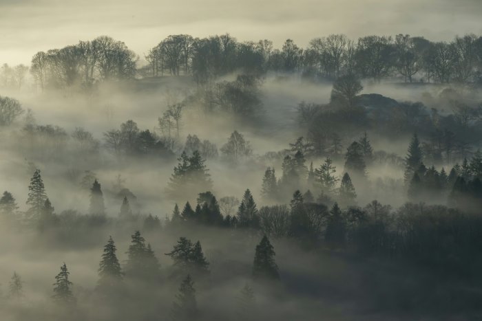 Misty forest landscape with silhouetted trees