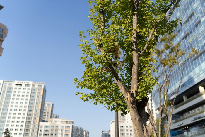 Green Tree with City Buildings in Background
