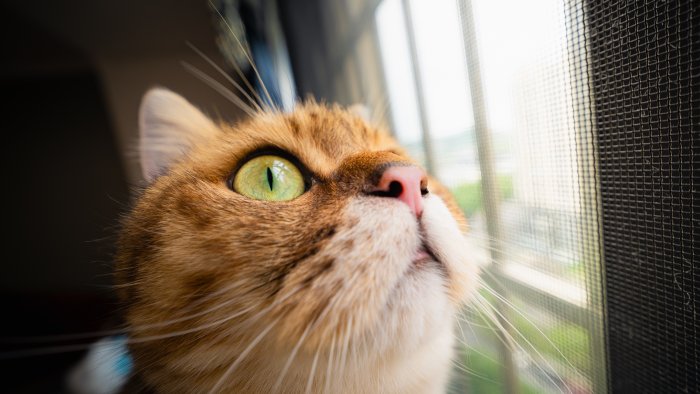 Close-up of a ginger cat looking out a window