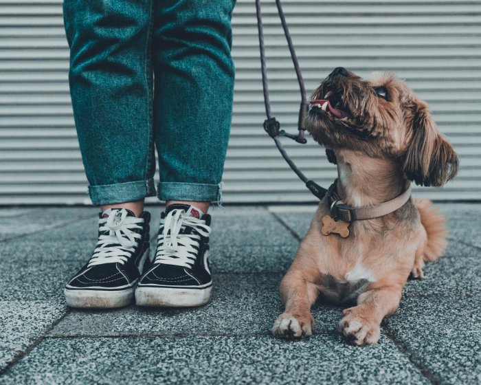 Small brown dog looking up at person in sneakers
