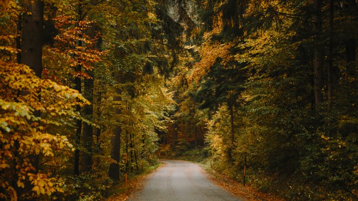 Paved road winding through an autumn forest