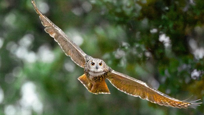 An Owl Flying Towards the Camera in Wild Inside