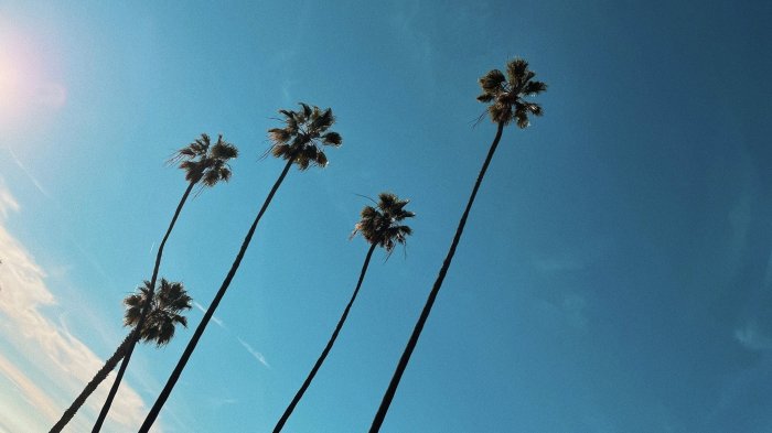 Tall palm trees against a clear blue sky