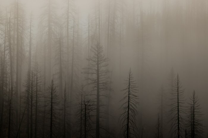 Bare trees in a foggy forest
