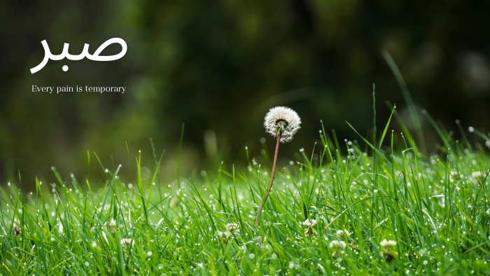 Sabr Arabic Calligraphy and Dandelion in Dewy Grass