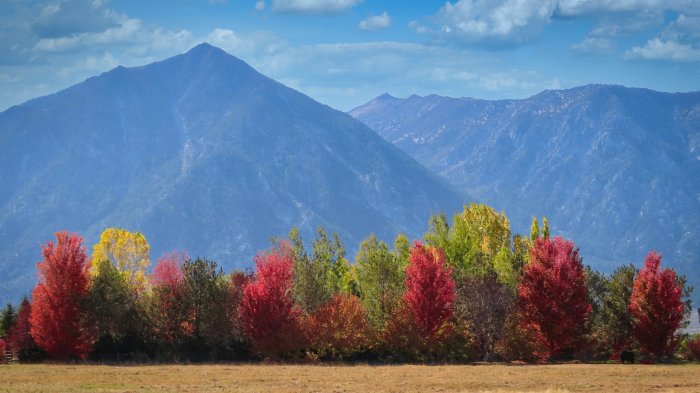 Autumn trees in front of blue mountains