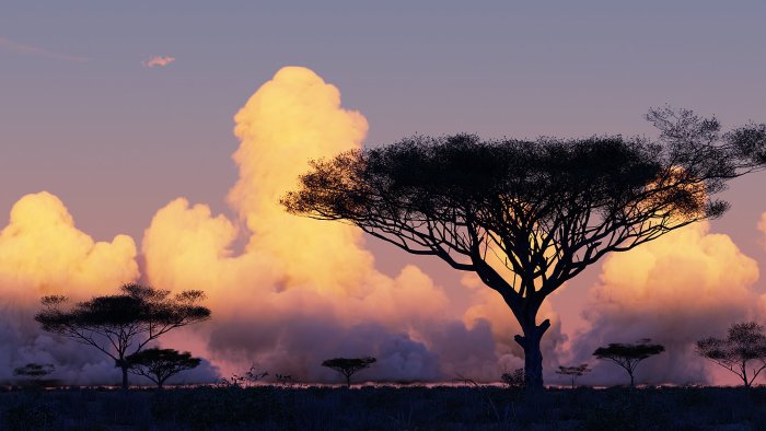Silhouetted Acacia Trees on African Savanna at Sunset
