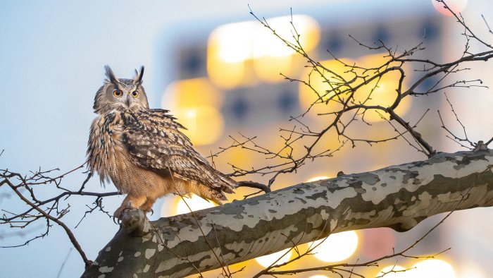 Eurasian Eagle-Owl Perched on a Tree Branch