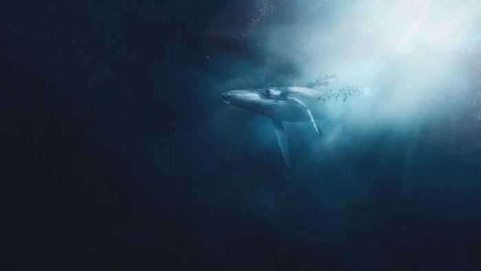 Humpback whale swimming in deep blue ocean water