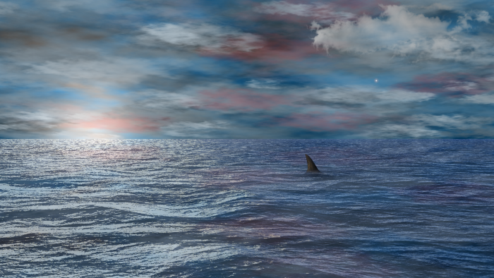 Shark Fin in the Ocean at Sunset