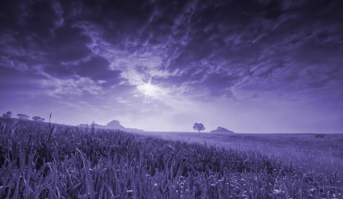 Purple Tinted Grassy Field Under Cloudy Sky