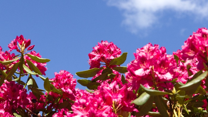Pink Rhododendron Flowers Against Blue Sky