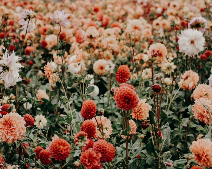 Field of Red Orange and White Dahlia Flowers