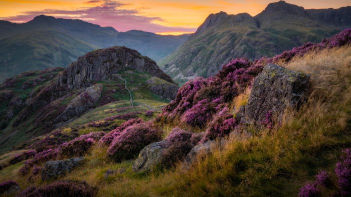Mountain Landscape with Blooming Purple Heather at Sunset