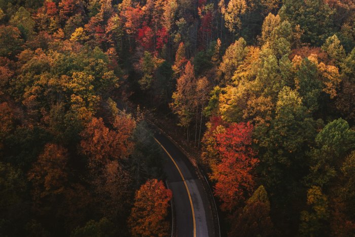 Aerial view of winding road through autumn forest