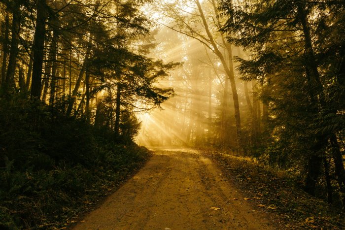 Golden sunbeams filtering through trees onto a forest path